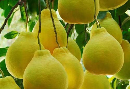 孕媽公認的食療水果，你可能想不到它還擁有這么多作用，別錯過